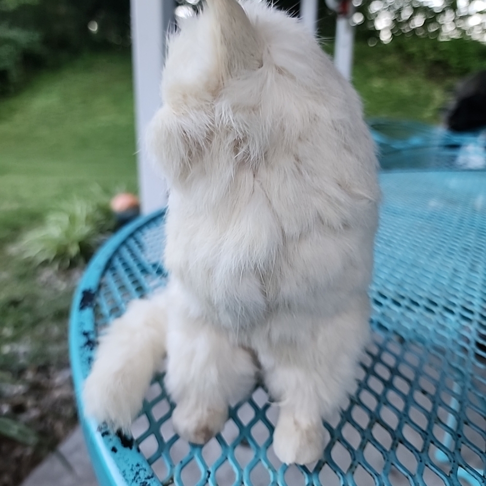 Vintage Rabbit Fur Cat Figure - Picture 4 of 9